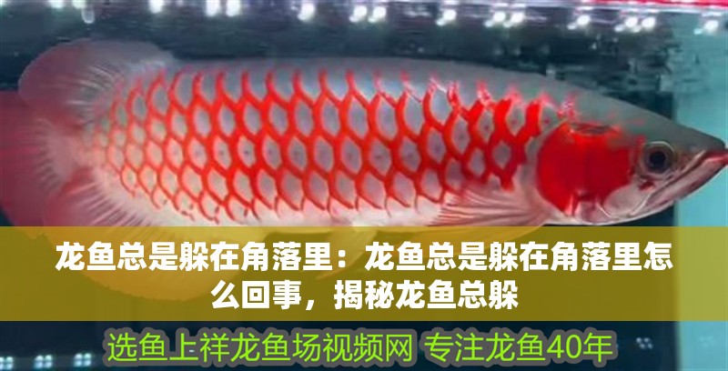 龍魚總是躲在角落里：龍魚總是躲在角落里怎么回事，揭秘龍魚總躲