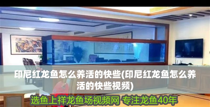 印尼紅龍魚(yú)怎么養(yǎng)活的快些(印尼紅龍魚(yú)怎么養(yǎng)活的快些視頻)