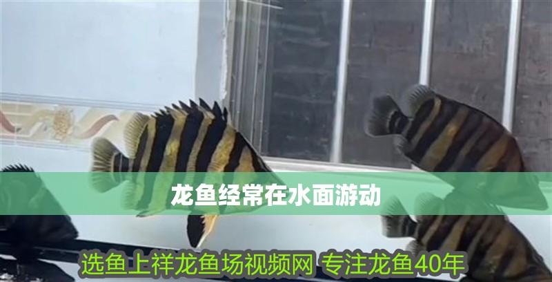 龍魚經(jīng)常在水面游動