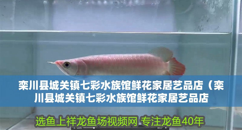 欒川縣城關鎮七彩水族館鮮花家居藝品店（欒川縣城關鎮七彩水族館鮮花家居藝品店