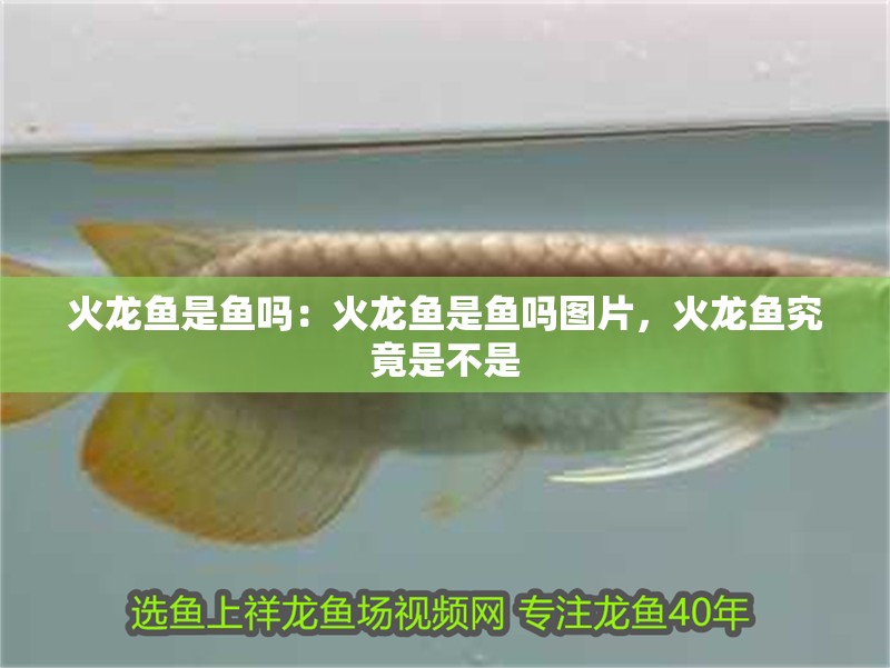 火龍魚是魚嗎：火龍魚是魚嗎圖片，火龍魚究竟是不是
