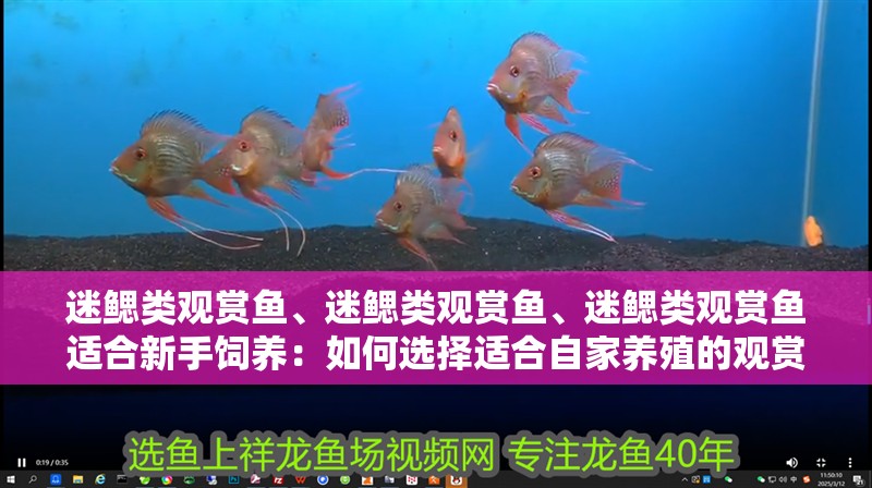 迷鰓類(lèi)觀賞魚(yú)、迷鰓類(lèi)觀賞魚(yú)、迷鰓類(lèi)觀賞魚(yú)適合新手飼養(yǎng)：如何選擇適合自家養(yǎng)殖的觀賞魚(yú)