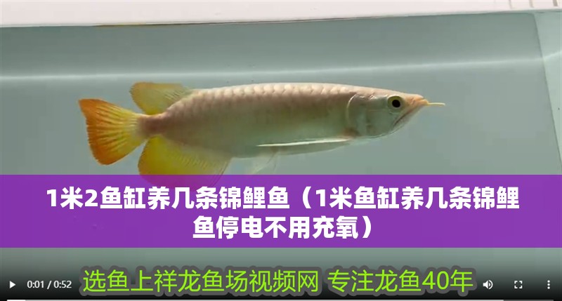 1米2魚缸養幾條錦鯉魚（1米魚缸養幾條錦鯉魚停電不用充氧）