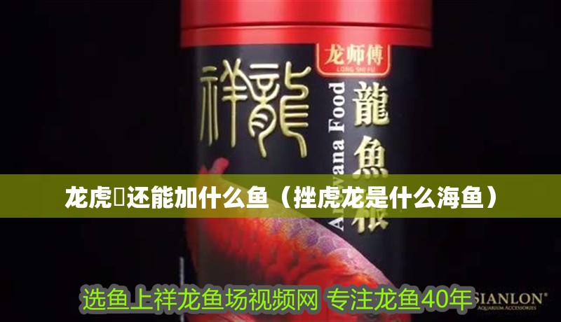龍虎魟還能加什么魚（挫虎龍是什么海魚） 龍虎魟還能加什么魚（挫虎龍是什么海魚） 虎魚百科