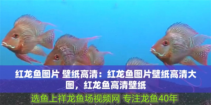 紅龍魚圖片 壁紙高清：紅龍魚圖片壁紙高清大圖，紅龍魚高清壁紙 紅龍魚圖片 壁紙高清：紅龍魚圖片壁紙高清大圖，紅龍魚高清壁紙 水族問答