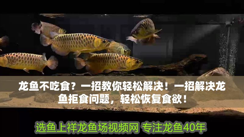 龍魚(yú)不吃食？一招教你輕松解決！一招解決龍魚(yú)拒食問(wèn)題，輕松恢復(fù)食欲！