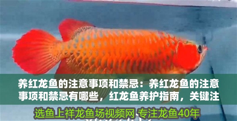 養紅龍魚的注意事項和禁忌：養紅龍魚的注意事項和禁忌有哪些，紅龍魚養護指南，關鍵注意事項與