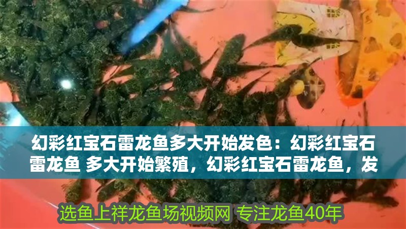 幻彩紅寶石雷龍魚多大開始發色：幻彩紅寶石雷龍魚 多大開始繁殖，幻彩紅寶石雷龍魚，發色與繁殖起始年齡