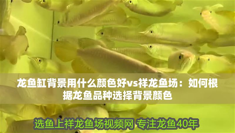 龍魚缸背景用什么顏色好vs祥龍魚場：如何根據龍魚品種選擇背景顏色