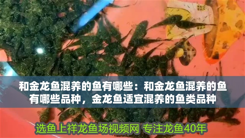 和金龍魚混養的魚有哪些：和金龍魚混養的魚有哪些品種，金龍魚適宜混養的魚類品種