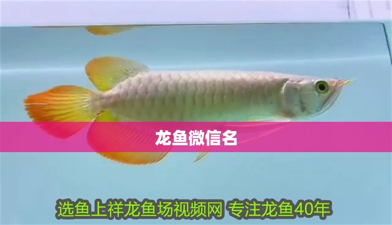 龍魚微信名 龍魚微信名 龍魚百科 第2張