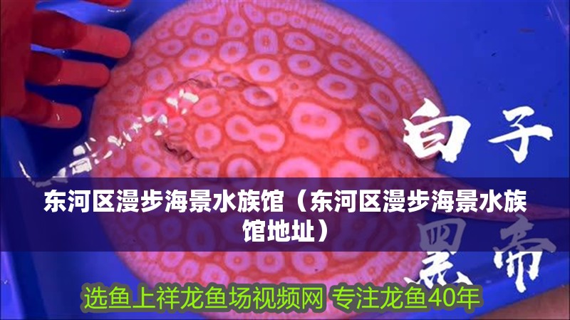 東河區(qū)漫步海景水族館（東河區(qū)漫步海景水族館地址）