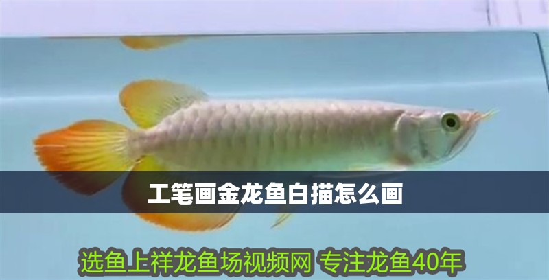 工筆畫金龍魚白描怎么畫