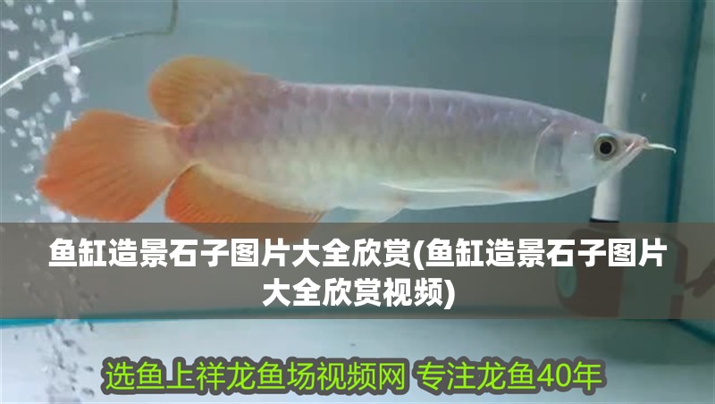 魚缸造景石子圖片大全欣賞(魚缸造景石子圖片大全欣賞視頻)