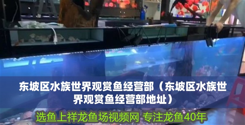 東坡區(qū)水族世界觀賞魚經(jīng)營部（東坡區(qū)水族世界觀賞魚經(jīng)營部地址）