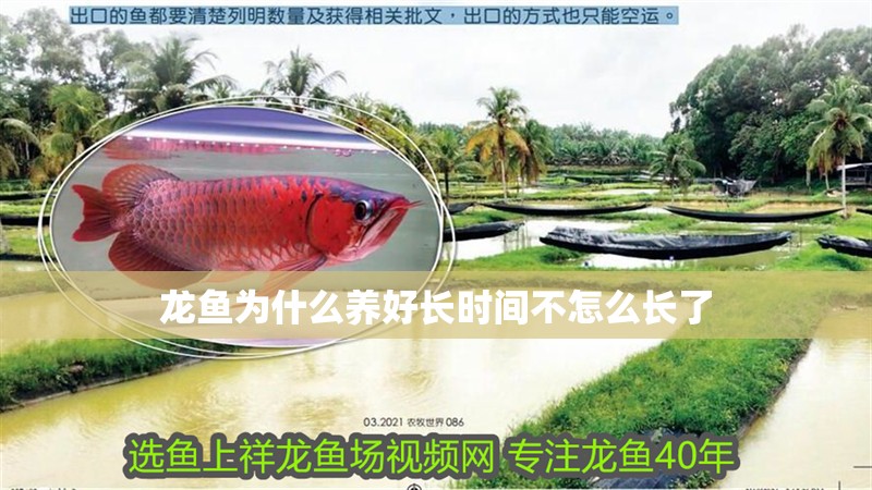 龍魚為什么養好長時間不怎么長了