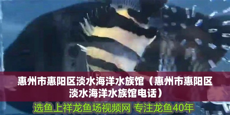 惠州市惠陽(yáng)區(qū)淡水海洋水族館（惠州市惠陽(yáng)區(qū)淡水海洋水族館電話）