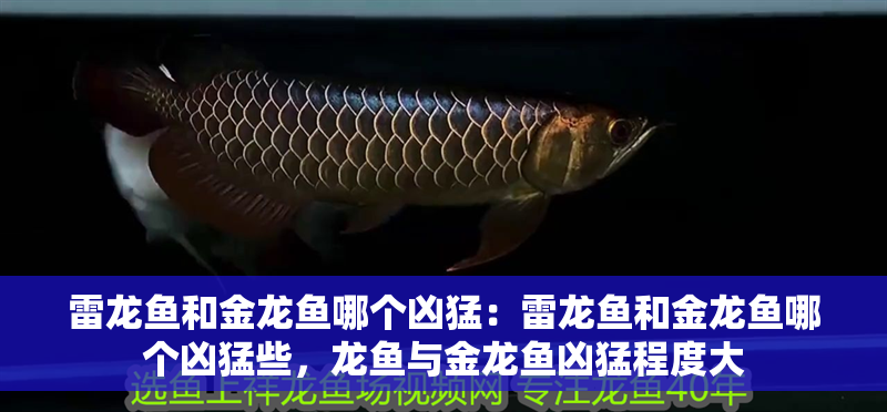 雷龍魚(yú)和金龍魚(yú)哪個(gè)兇猛：雷龍魚(yú)和金龍魚(yú)哪個(gè)兇猛些，龍魚(yú)與金龍魚(yú)兇猛程度大