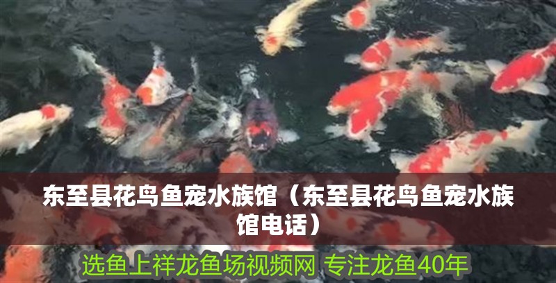 東至縣花鳥魚寵水族館（東至縣花鳥魚寵水族館電話）
