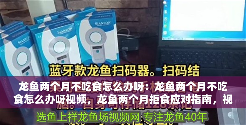 龍魚兩個月不吃食怎么辦呀：龍魚兩個月不吃食怎么辦呀視頻，龍魚兩個月拒食應對指南，視頻