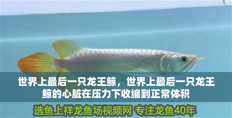 世界上最后一只龍王鯨，世界上最后一只龍王鯨的心臟在壓力下收縮到正常體積