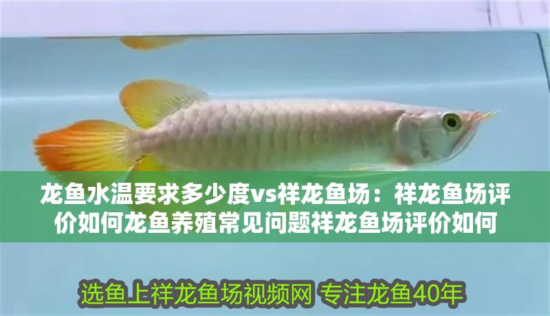 龍魚水溫要求多少度vs祥龍魚場：祥龍魚場評價如何龍魚養殖常見問題祥龍魚場評價如何