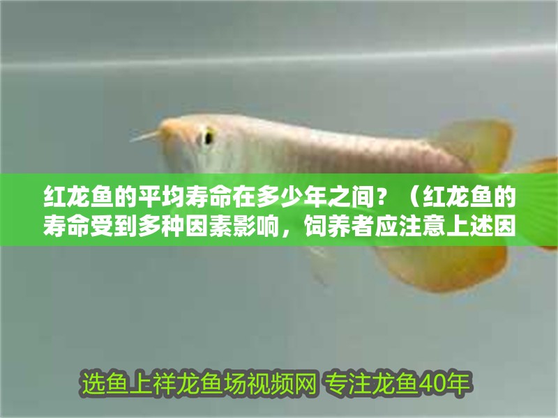 紅龍魚的平均壽命在多少年之間？（紅龍魚的壽命受到多種因素影響，飼養者應注意上述因素）