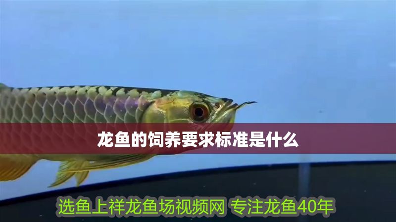 龍魚的飼養要求標準是什么