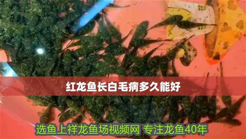 紅龍魚長白毛病多久能好