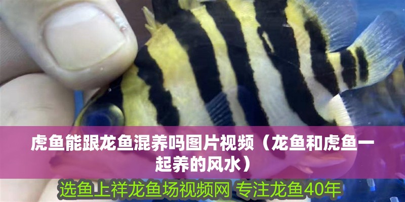 虎魚能跟龍魚混養(yǎng)嗎圖片視頻（龍魚和虎魚一起養(yǎng)的風(fēng)水）