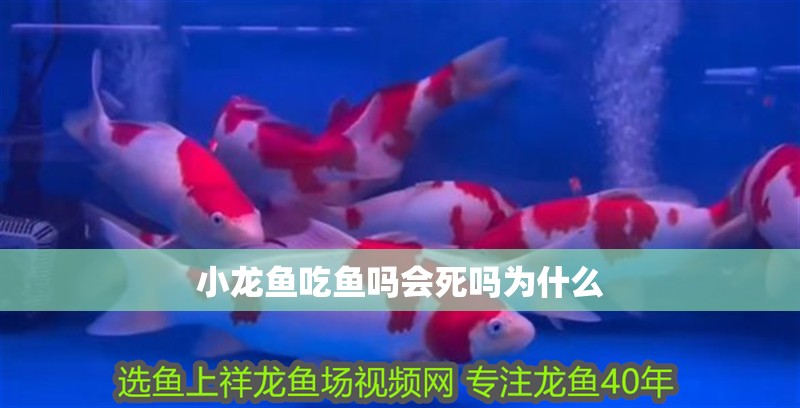小龍魚吃魚嗎會死嗎為什么