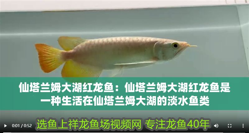 仙塔蘭姆大湖紅龍魚：仙塔蘭姆大湖紅龍魚是一種生活在仙塔蘭姆大湖的淡水魚類 仙塔蘭姆大湖紅龍魚：仙塔蘭姆大湖紅龍魚是一種生活在仙塔蘭姆大湖的淡水魚類 大湖紅龍魚百科 第2張