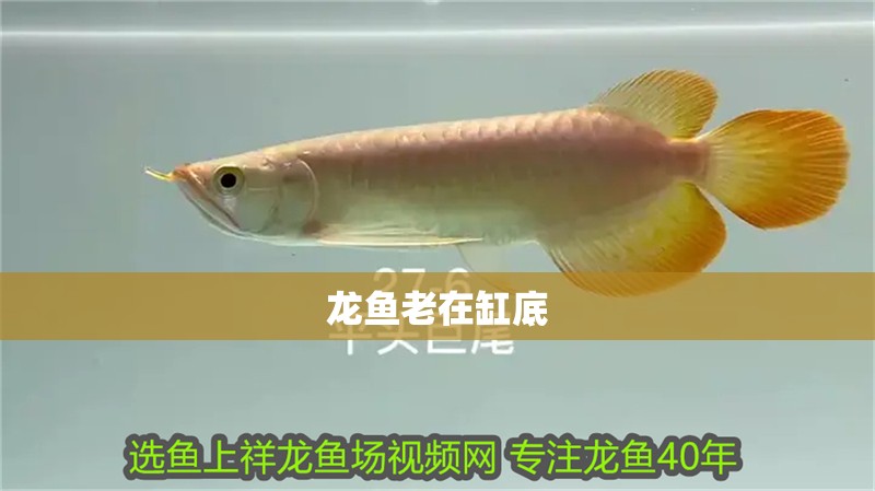 龍魚老在缸底
