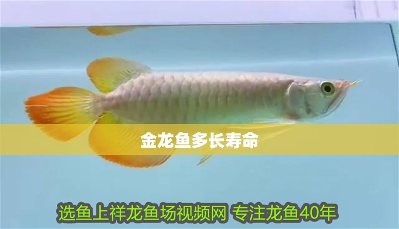 金龍魚多長壽命 龍魚百科 第2張 金龍魚多長壽命 金龍魚多長壽命 龍魚百科 第2張