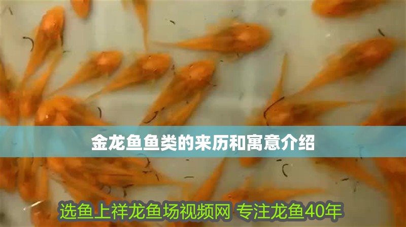金龍魚魚類的來歷和寓意介紹