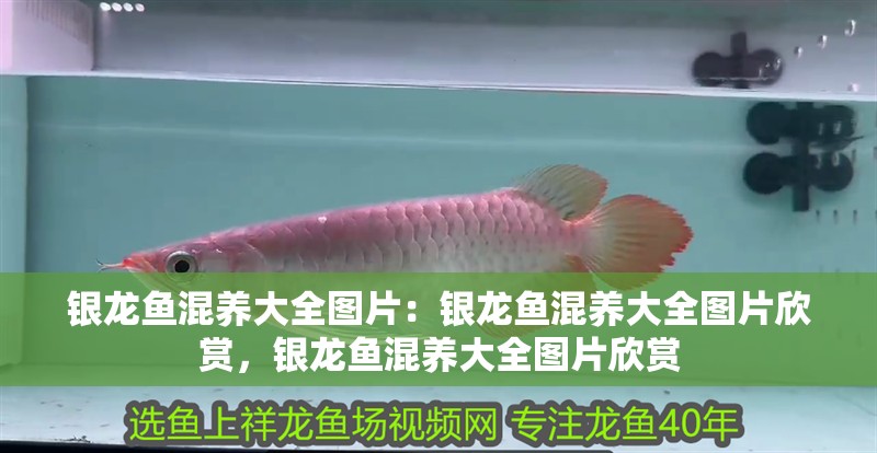 銀龍魚混養大全圖片：銀龍魚混養大全圖片欣賞，銀龍魚混養大全圖片欣賞