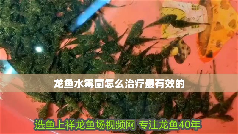 龍魚水霉菌怎么治療最有效的