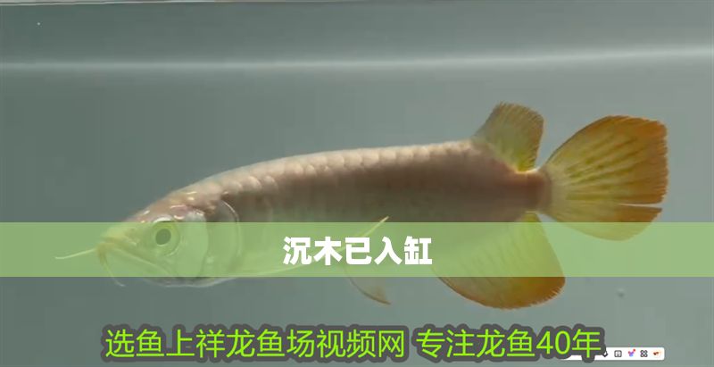 沉木已入缸