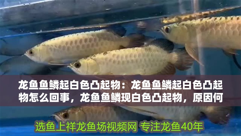 龍魚魚鱗起白色凸起物：龍魚魚鱗起白色凸起物怎么回事，龍魚魚鱗現白色凸起物，原因何