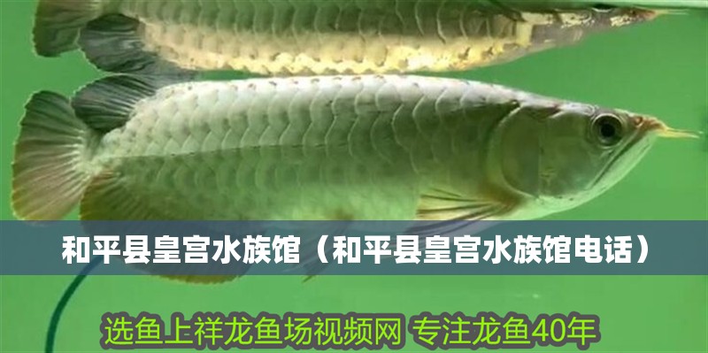 和平縣皇宮水族館（和平縣皇宮水族館電話）