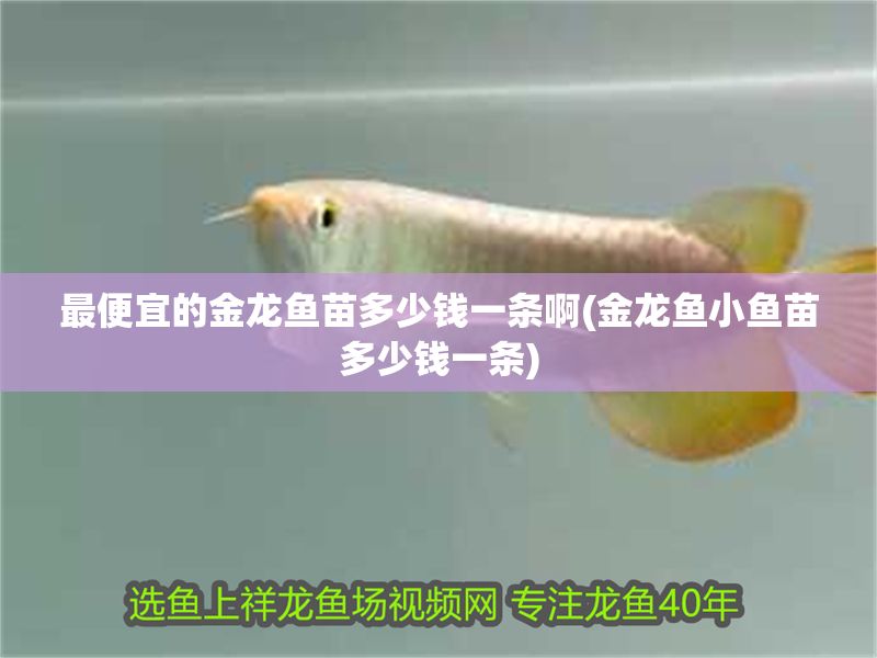 最便宜的金龍魚苗多少錢一條啊(金龍魚小魚苗多少錢一條)