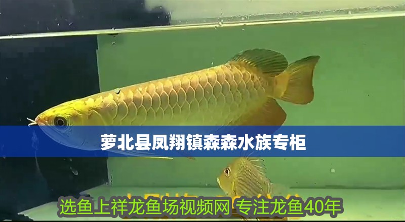 蘿北縣鳳翔鎮(zhèn)森森水族專柜