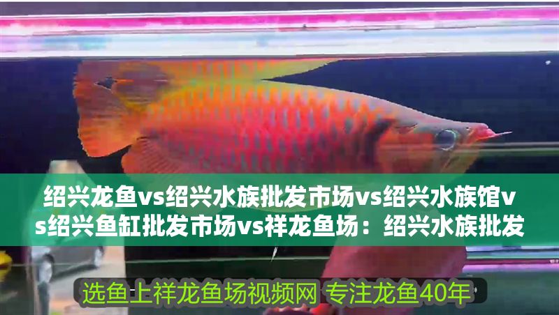 紹興龍魚vs紹興水族批發市場vs紹興水族館vs紹興魚缸批發市場vs祥龍魚場：紹興水族批發市場