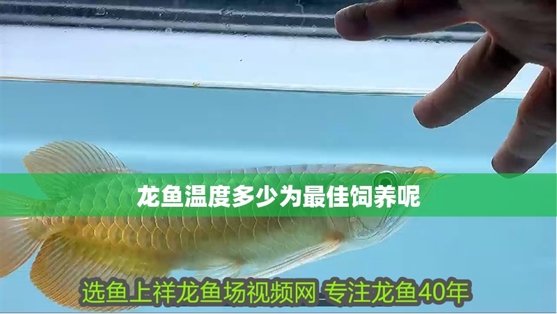 龍魚(yú)溫度多少為最佳飼養(yǎng)呢