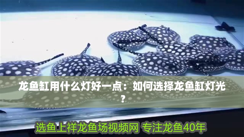 龍魚缸用什么燈好一點：如何選擇龍魚缸燈光？