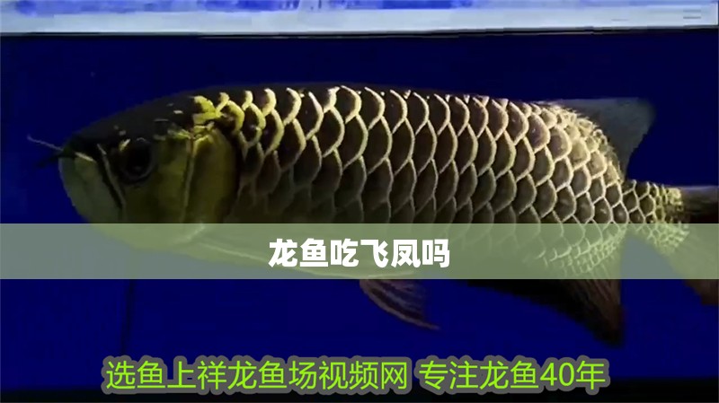 龍魚(yú)吃飛鳳嗎
