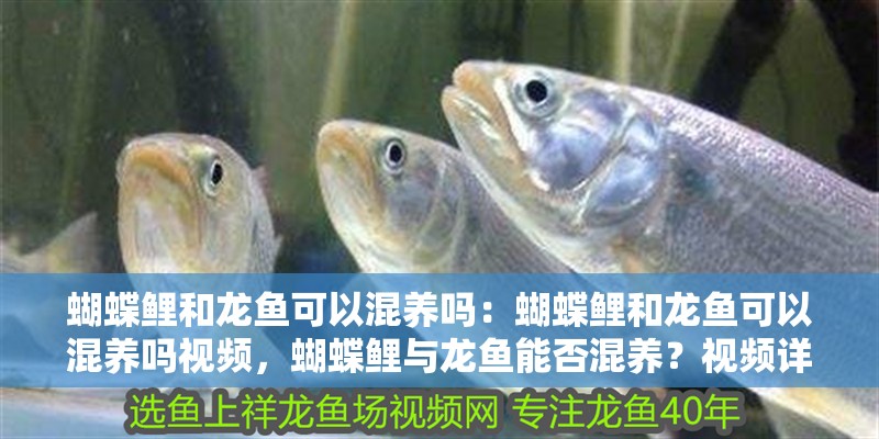 蝴蝶鯉和龍魚可以混養嗎：蝴蝶鯉和龍魚可以混養嗎視頻，蝴蝶鯉與龍魚能否混養？視頻詳解混養可行性