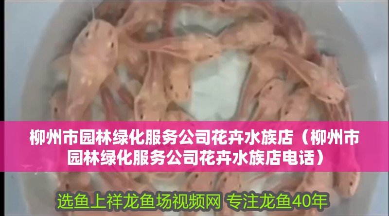 柳州市園林綠化服務(wù)公司花卉水族店（柳州市園林綠化服務(wù)公司花卉水族店電話）