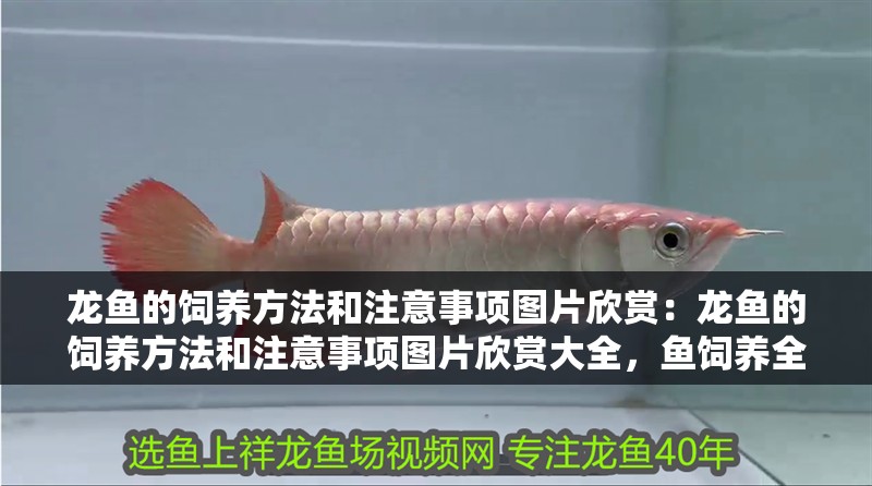 龍魚的飼養方法和注意事項圖片欣賞：龍魚的飼養方法和注意事項圖片欣賞大全，魚飼養全攻略，方法、注意事項與
