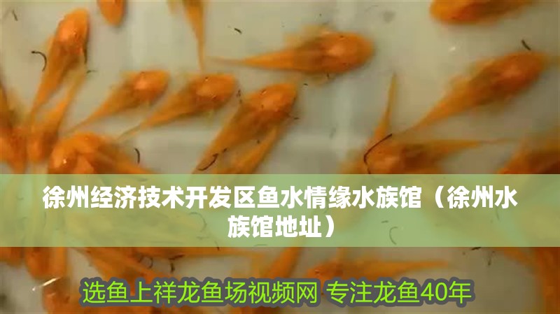 徐州經濟技術開發區魚水情緣水族館（徐州水族館地址）